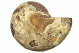 Jurassic Cut & Polished Ammonite Fossil (Half) - Madagascar #223255-1